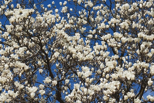 Preview: Yulan Magnolia (Magnolia Denudata). Called Lilytree Also. Another Scientific Name Is Yulania