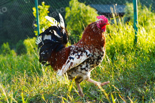 Preview: Colorful rooster running through green grass in a sunny rural field during early morning hours
