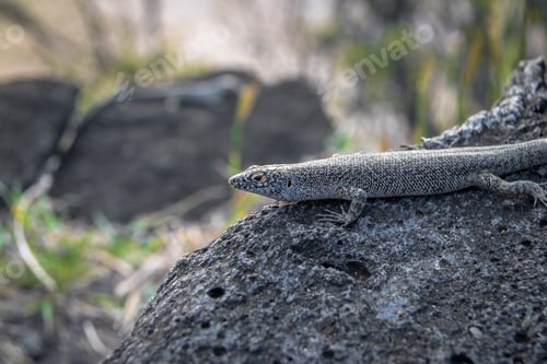 Preview: Mabuia or Noronha skink (Trachylepis atlantica) - Fernando de Noronha, Pernambuco, Brazil