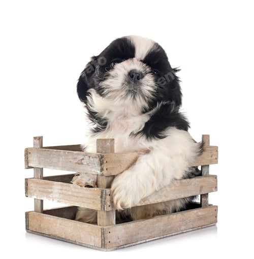 Preview: puppy shih tzu in studio