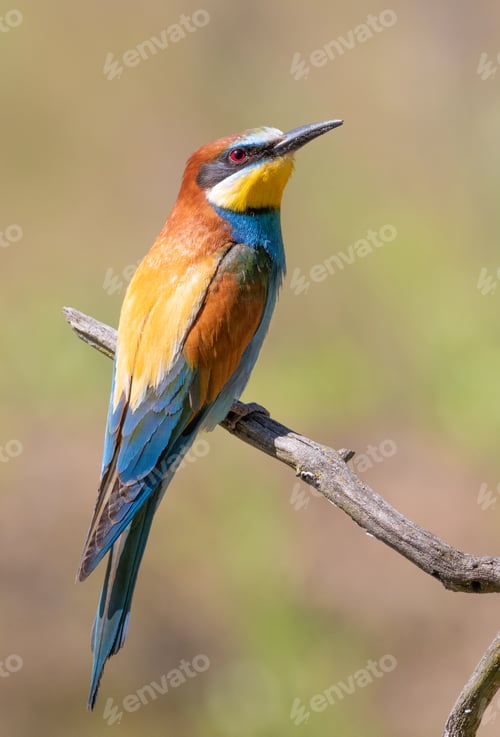 Preview: European bee-eater, merops apiaster. A bird sits on a beautiful branch on a blurry background