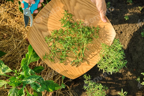 Preview: Close up of hands with garden shears cutting spicy savory herb crop
