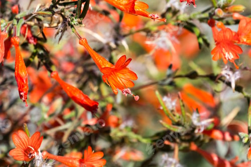 Preview: California fuchsia shrub