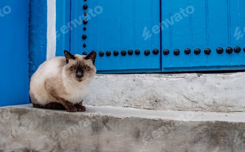 Preview: Closeup shot of a white cat with black ears sitting outdoors in Bizerte in Tunisia
