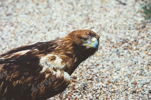 Preview: Falcon sitting on the ground