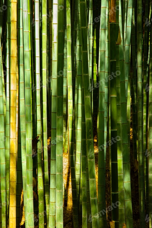 Preview: Isolated Close-up of Green Bamboo Tree Trunks in forest