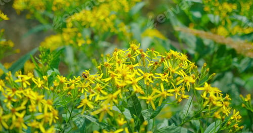 Preview: Wood ragwort or Senecio ovatus grows in forest. Bee wasp pollinate yellow wild flowers. Summer time