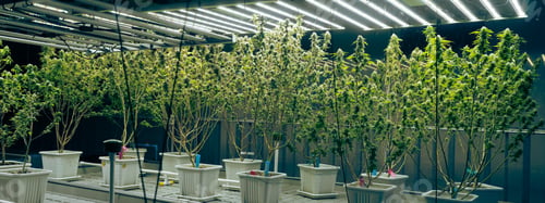 Preview: Green house and harvesting of cannabis weed hemp plants cultivation of marijuana farm laboratory