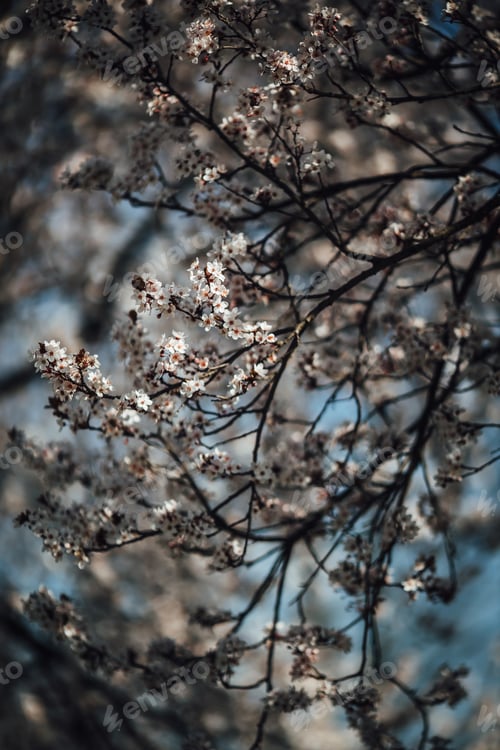 Preview: Beautiful close-up shot of a cherry tree blossom