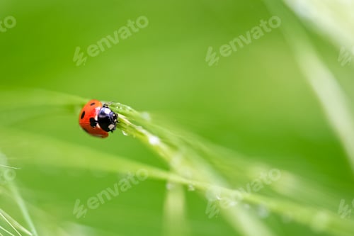 Preview: ladybird climbing