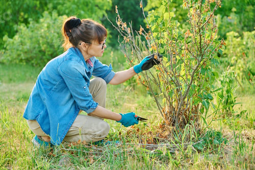 Preview: Woman cuts dry branches on black currant bush with secateurs
