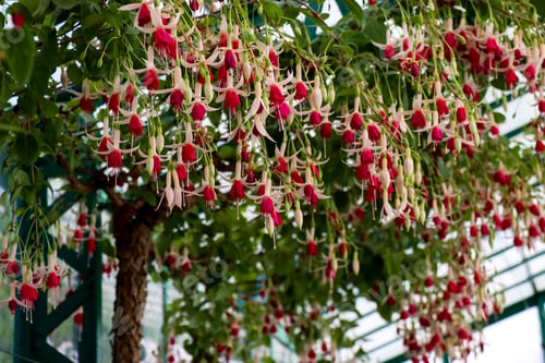 Preview: Close-up of fuchsia flowers on a small tree in a greenhouse