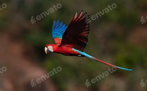 Preview: Red and Green Macaw in flight in Brazil