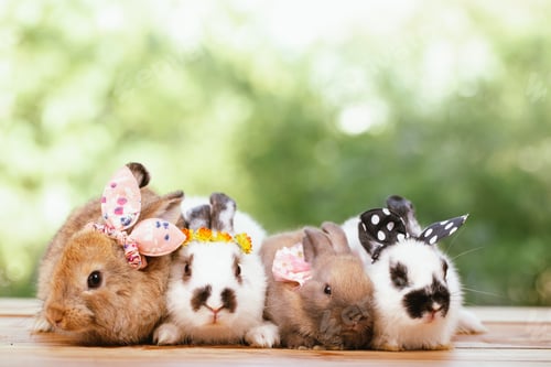 Preview: cute animal pet rabbit or bunny white or brown color for easter in natural easter celebration
