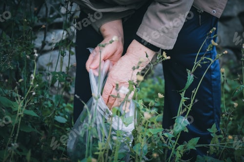 Preview: Gathering Wild Plants in the Countryside