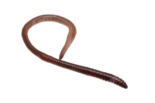 Preview: Lumbricus terrestris on a white isolated background