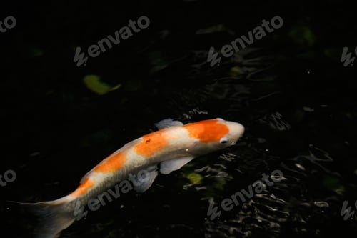 Vorschau: Koi-Fische in einem Teich, schwarzer Hintergrund