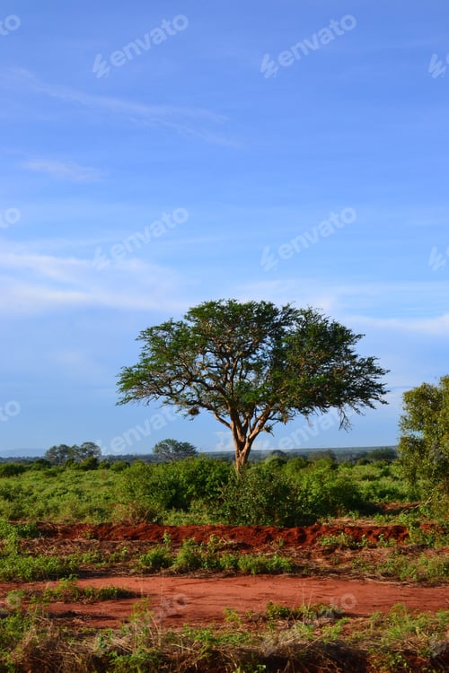 Preview: Solitary tree stands in a lush green savanna under a clear blue sky in Africa