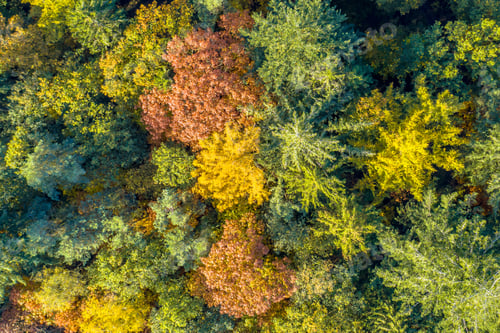 Preview: Aerial view of mixed autumn forest