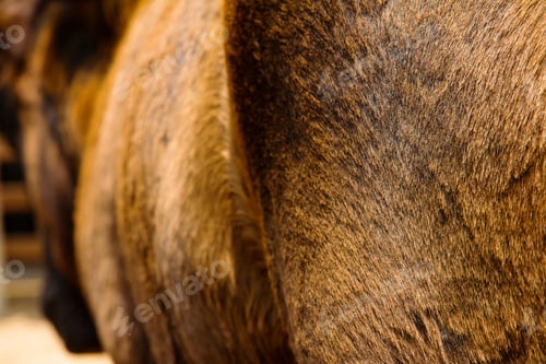 Preview: Detail of a horse fur