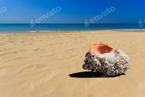 Preview: Sea shell in the beach