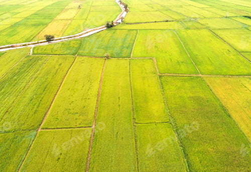Preview: Paddy Field