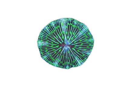 Preview: Fungia Plate Coral with Green Radial Pattern