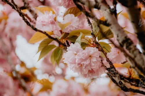 Preview: Cherry Blossom in Jeju island in Spring