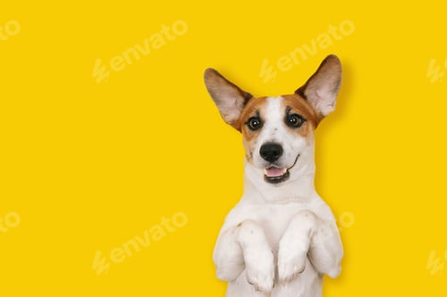 Visualização: Cachorro Jack Russell fofo com um rosto sorridente