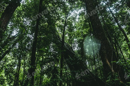 Preview: Low angle shot of longleaf pine trees growing in a green forest