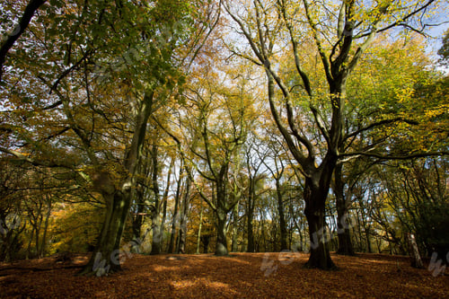 Preview: Woodland walk in autumn on Hampstead Heath