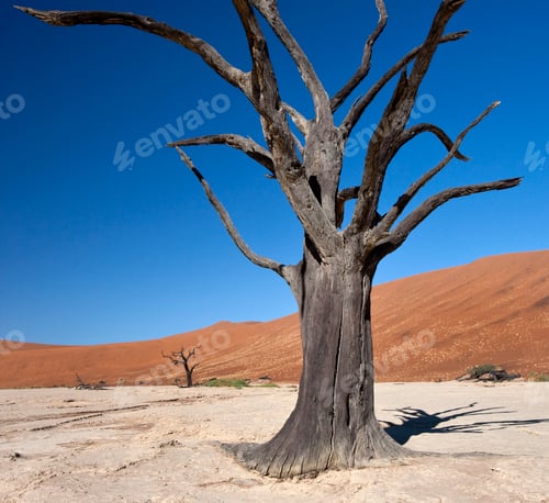 Preview: Dead Vlei - Sossusvlei - Namibia
