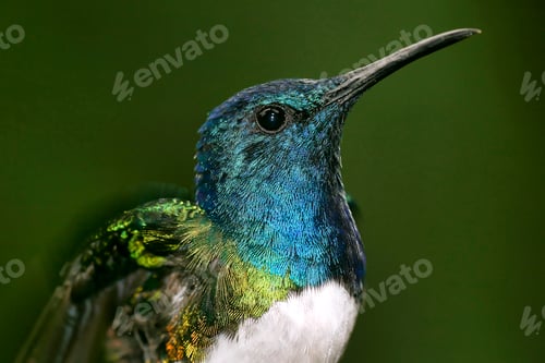 Preview: Hummingbird, Maquipucuna Cloud Forest Reserve, Ecuador