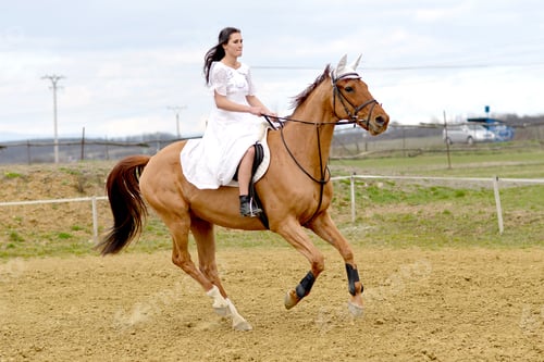 Preview: Show Jumping