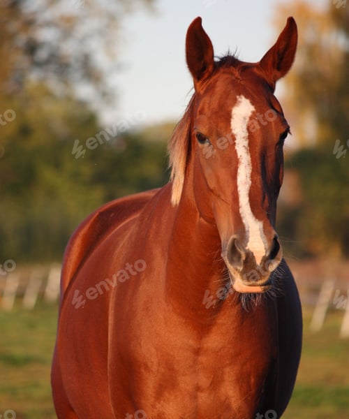 Preview: horse, mare, wilderness, stallion