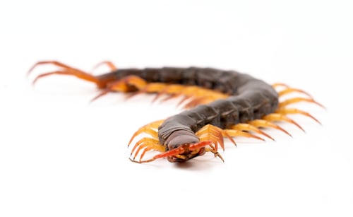 Preview: centipede isolated on white background