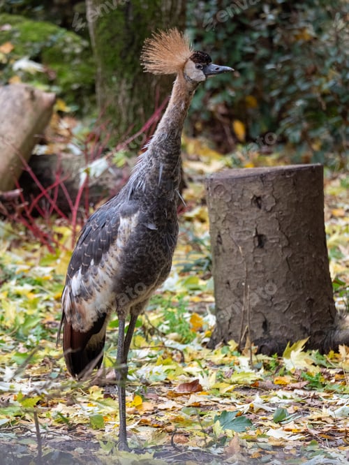 Preview: Majestic crowned crane standing in a zoo