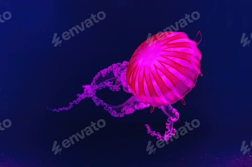 Preview: South American Sea Nettle Jelly Fish Swim Underwater Aquarium Pool With Pink Neon Light