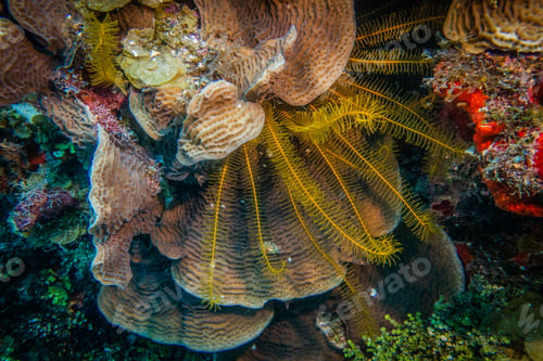 Preview: coral reef macro ,texture, abstract marine ecosystem background on a coral reef