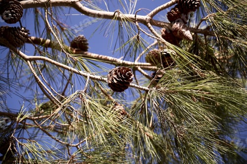 Preview: Foliage Against The Sky Background Image