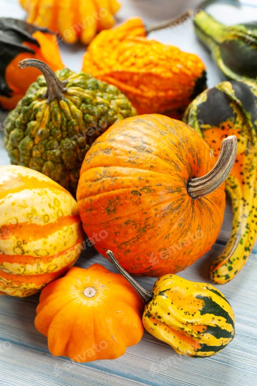 Preview: Various colorful squashes and pumpkins