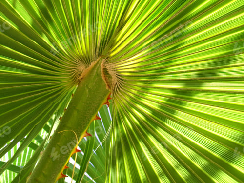 Preview: Leaf of palm tree
