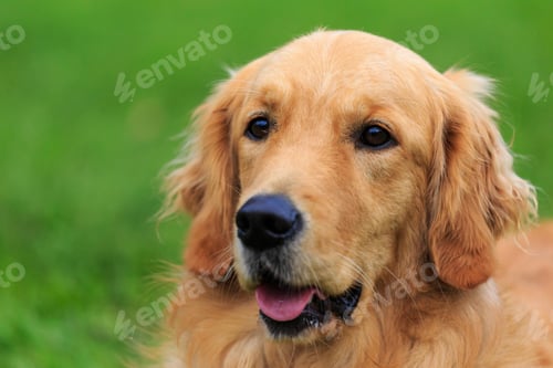 Preview: golden retriever, dog, pet, retriever