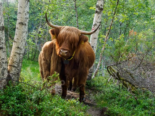 Preview: Brown highland cow in Norway