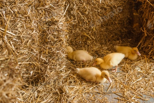 Preview: Live yellow ducks next to fresh hay close-up. the concept of raising animals on a farm.