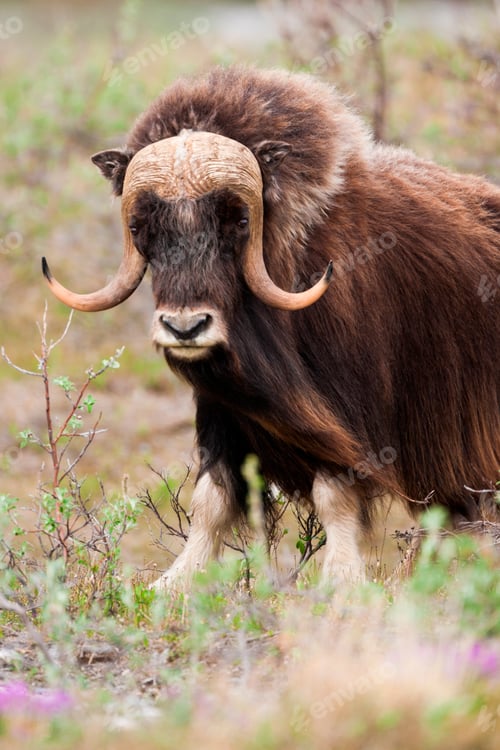 Preview: Muskox, Arctic National Wildlife Refuge, Alaska