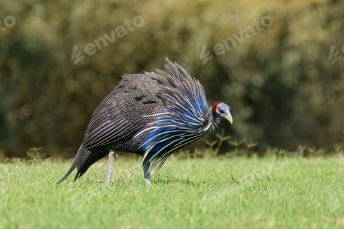 Preview: Foraging vulturine guineafowl