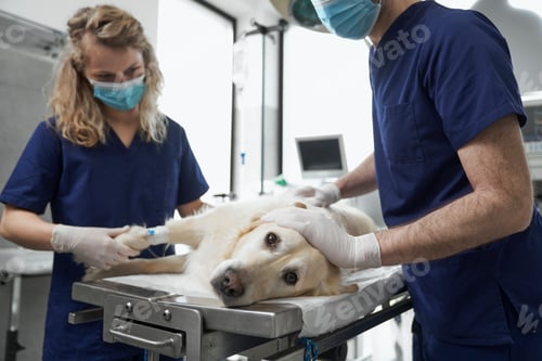 Preview: Dog lying on operating table during the surgery