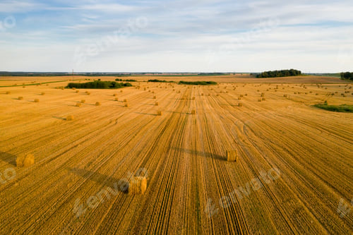 Preview: Straw bales on farmland with a blue cloudy sky.Harvested field with bales in Europe.Harvest.Belarus
