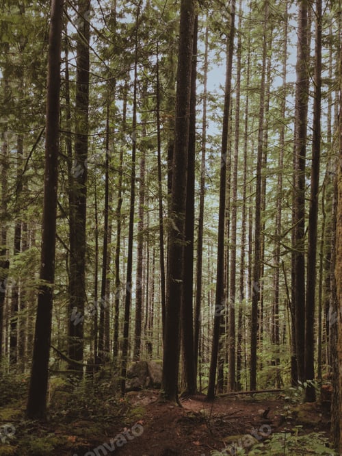 Preview: Dense tall trees in a California forest
